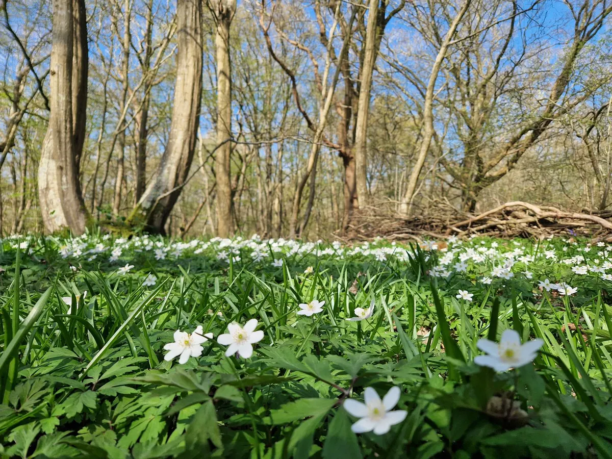 A Beginner's Guide to Growing Wood Anemones Under Trees