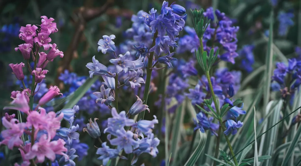 How to Plant Native Bluebell Bulbs in Grass: A Step-by-Step Guide